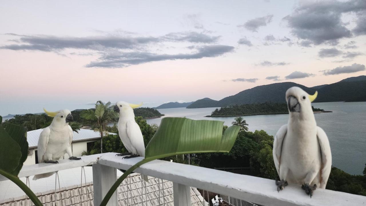 The Haven View - Airlie Beach Extérieur photo